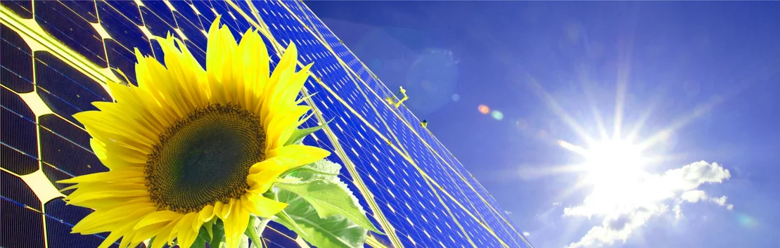 Sonnenblume vor Solarzellen unter klarem Himmel, symbolisiert nachhaltige Energie und umweltfreundliches Bauen.