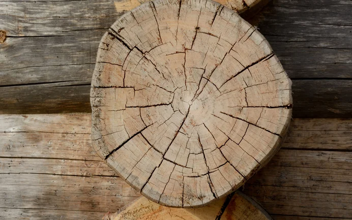 Holzstämme mit sichtbaren Jahresringen, perfekte Baumaterialien für nachhaltiges Heimwerken und natürliche Bauprojekte.
